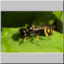 Crossocerus vagabundus - Grabwespe w01 8mm.jpg